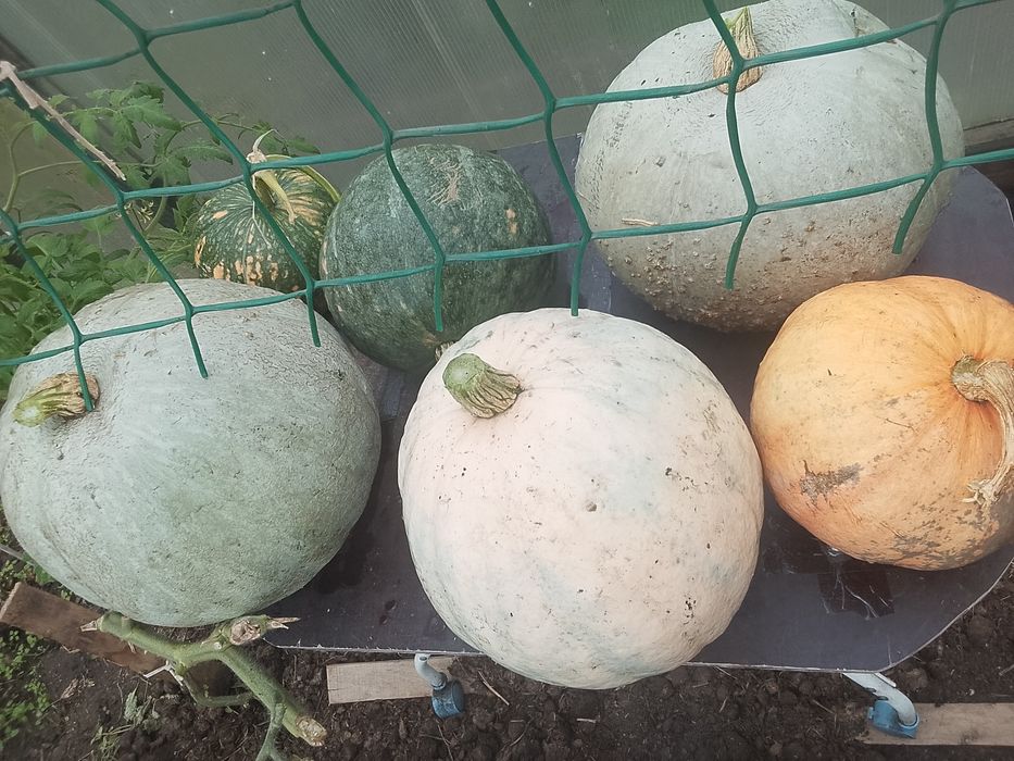 Домашние тыквы разный сорт