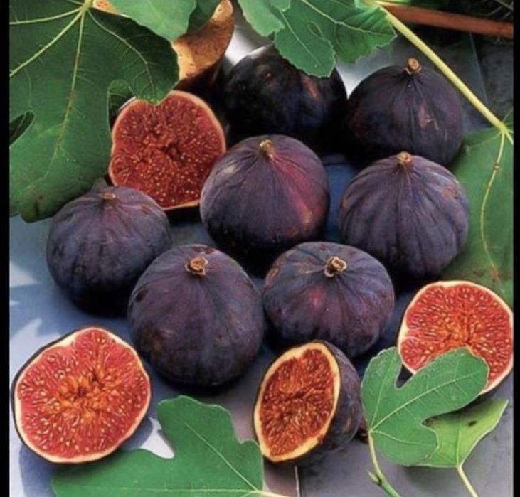 Smochin : soiul ficus carica si black mission