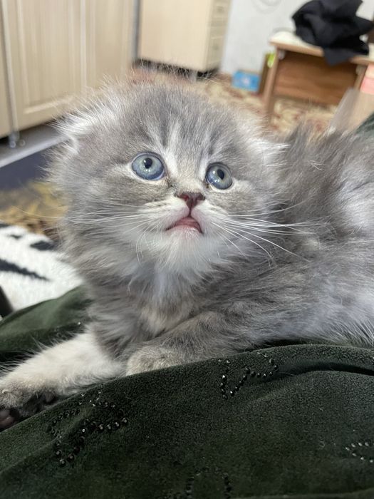 катятки здоровые умные папа британец длиннашерсный мама вислоухая