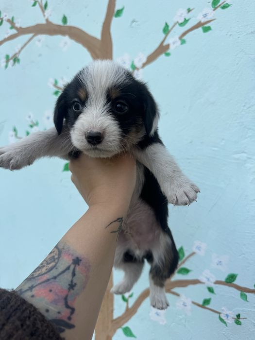 Отдам щенят русского спаниэля