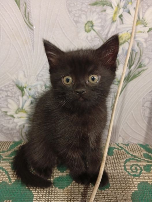 Отдам котёнка в добрые руки