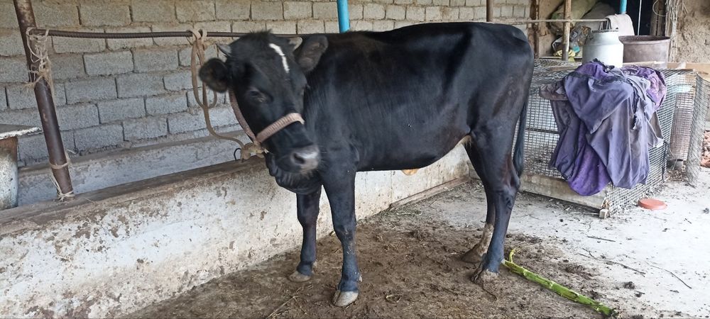Qora mol sotiladi