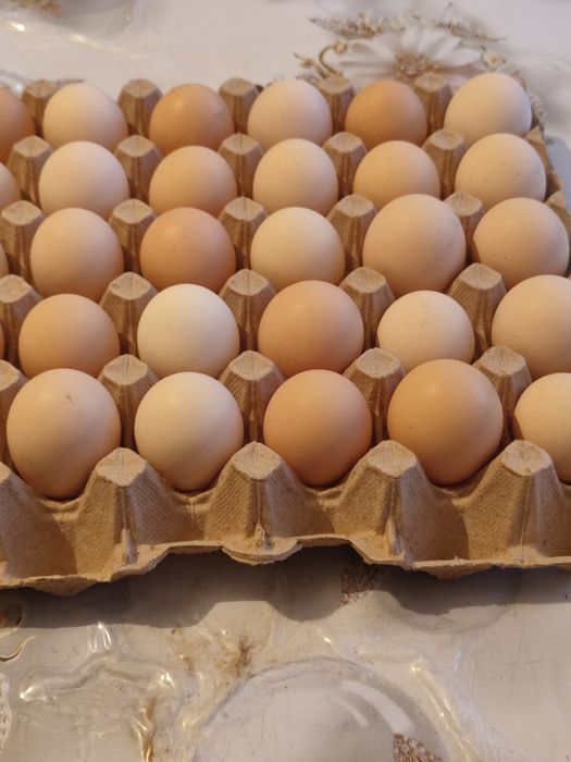 Инкубационные яйца !