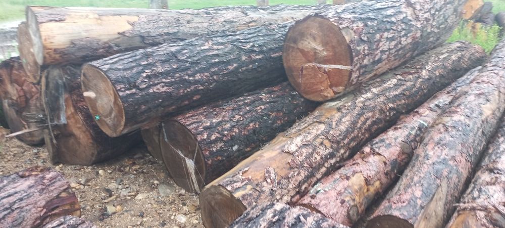 Bustean LARICE  de vanzare