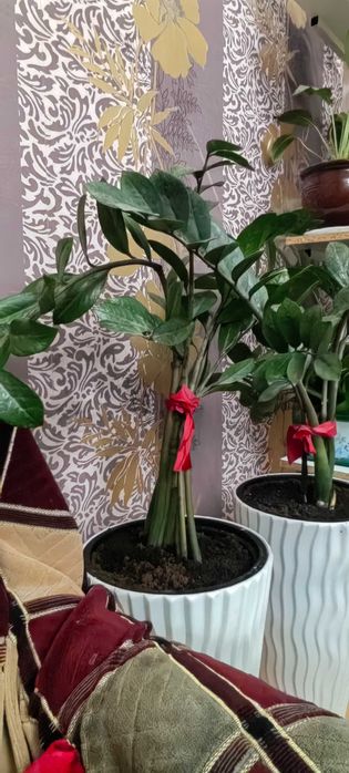 Продается денежное дерево