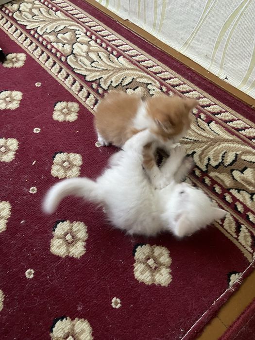 Отдам котят в добрые руки