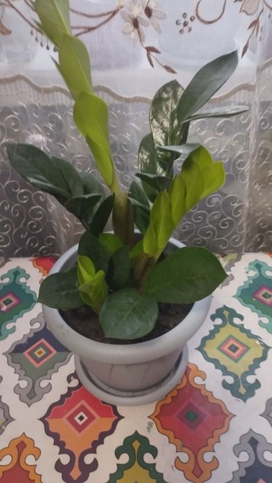 Долларовое дерево молодое