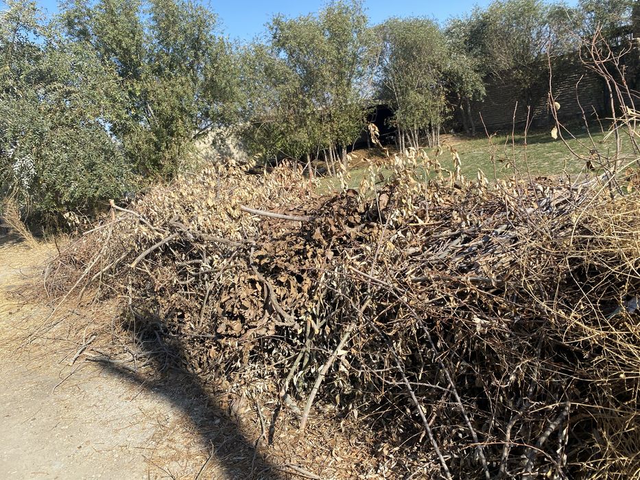 O’tin.tol.mevali daraxt.