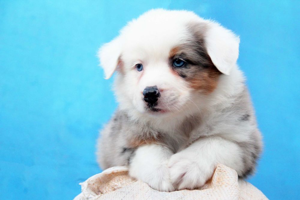 Щенок караганда. Продажа собак породы шарпей майкопский район адыгея. Кавказец собака фото щенка черного 2 месяца. Азиатская овчарка. Самара щенки даром шарпея.