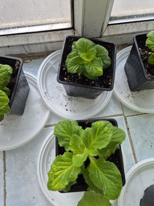 Домашние  цветы.