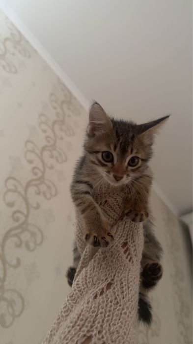 отдаем бесплатно котенка