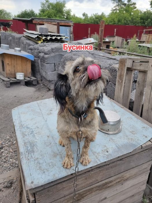 Дарю в добрые и ответственные руки