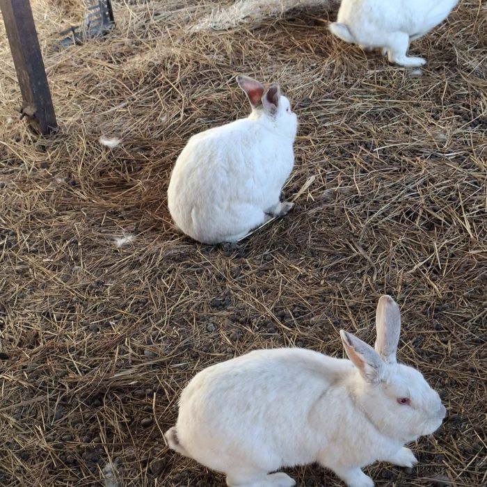 Продам кроликов крупные