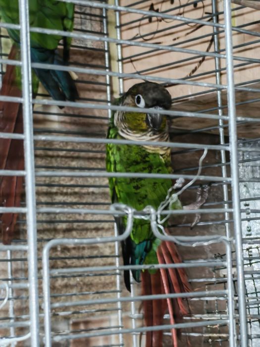 Pereche adulta Conure (Pyrrhura Molinae)