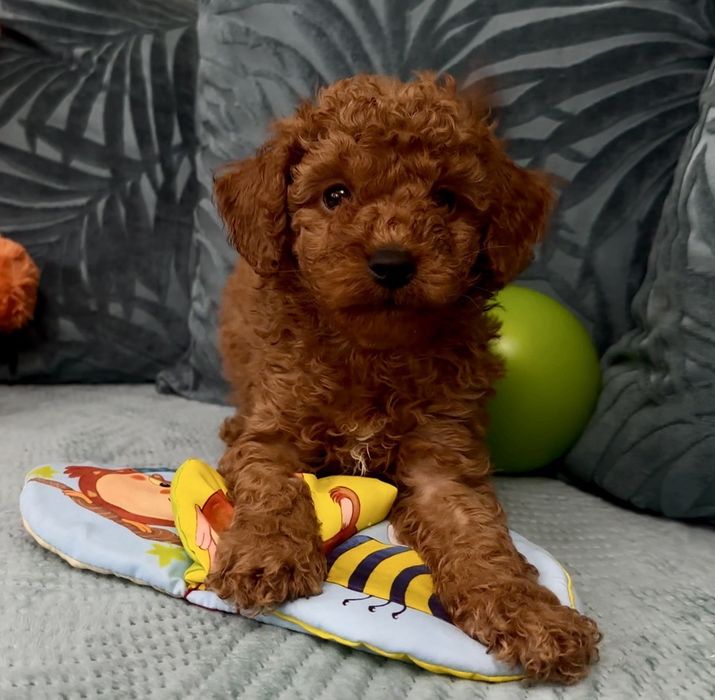 Пудел мини пудел