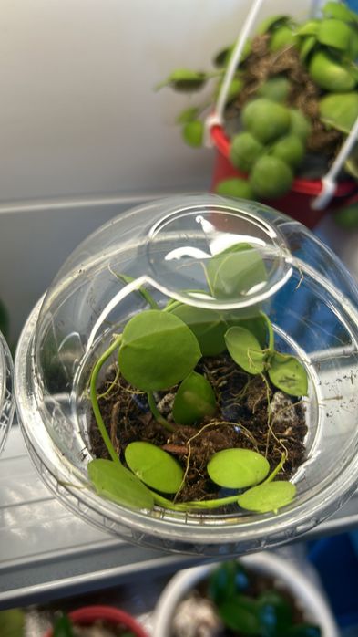 диcхидия xиpcутa Sp.Indonesia