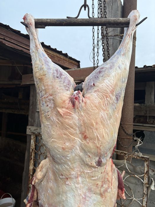 Кунажын байталдар сатылады