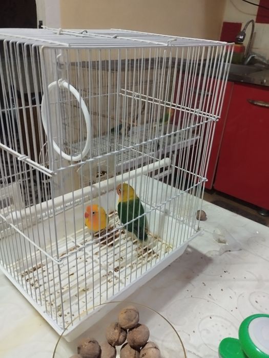 Papugay zotli qafasi bilan birga sotiladi