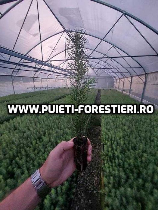 Puieti containerizati molid (Picea abies) apti de plantat