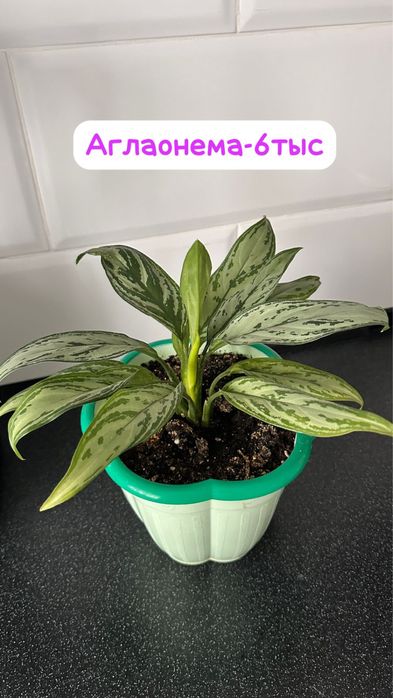 Панданус,Диффенбахия ,Женское счастье