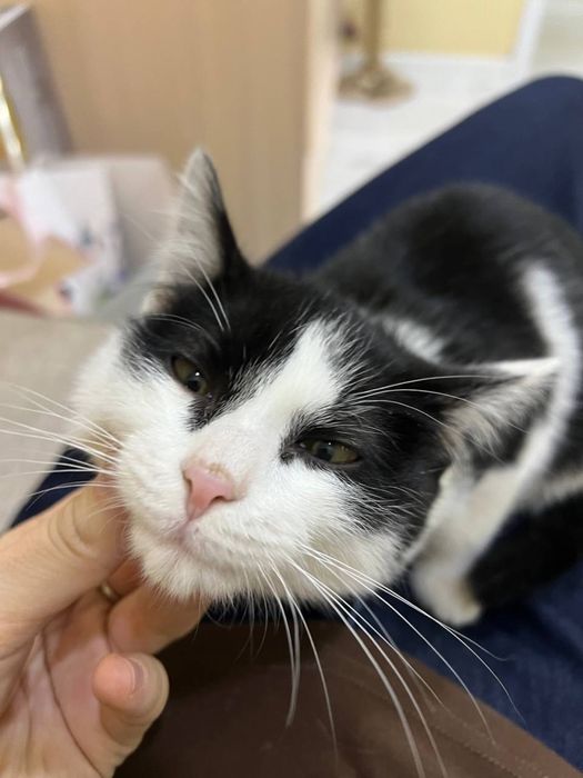 Отдам котенка в добрые руки