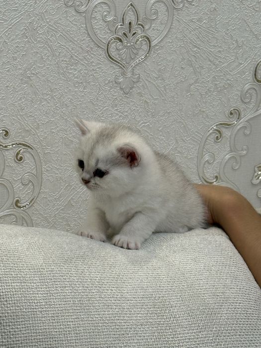 Элитные шотландцы