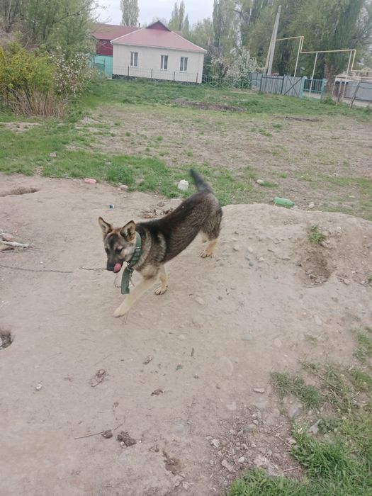 Неміс апшаркасы сатылады