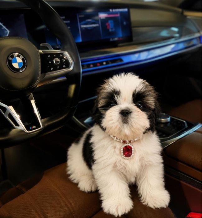 Shih tzu mini toy