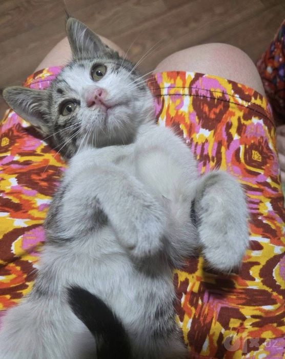 Кошка-мушук бесплатно