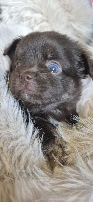 Chihuahua ciocolatiu cu acte