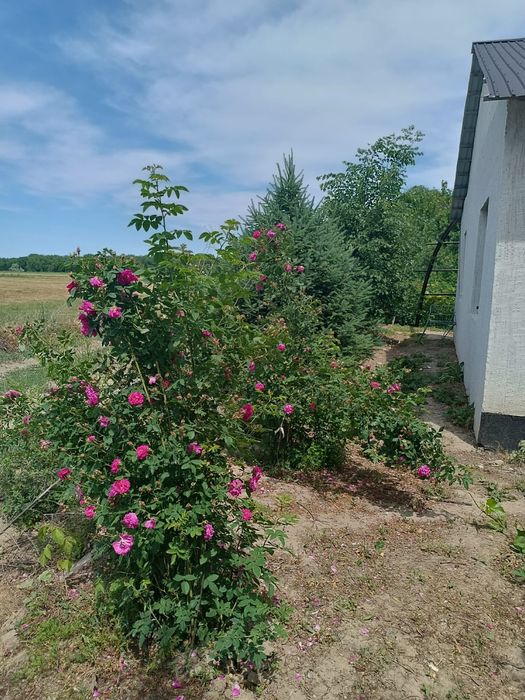 Продаётся фазенда!!!