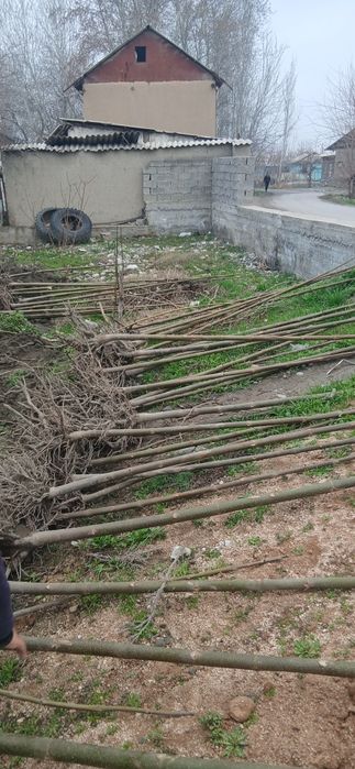 Павлония дунёда энг тез усувчи дарахт кучатларини сотамиз