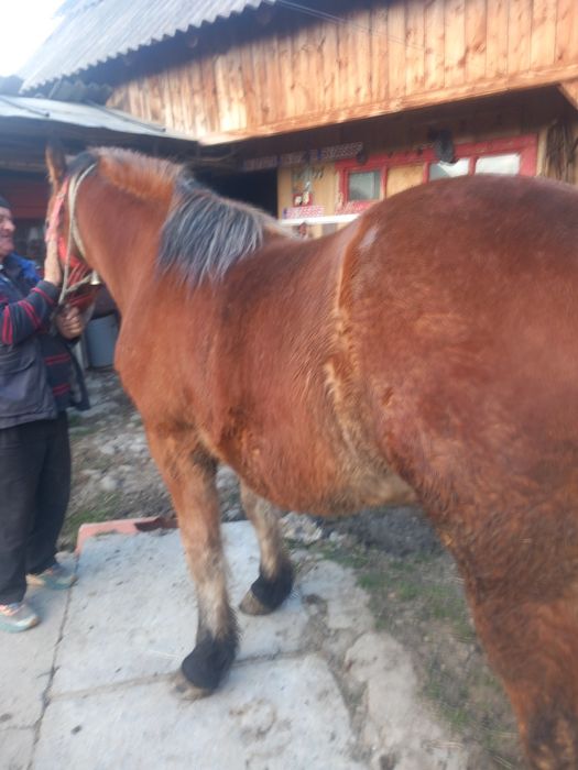 Mânz de vanzare din hudac