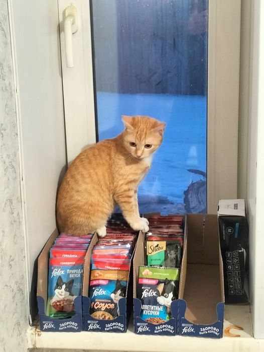 Котята 6 месяцев,. рыжий котёнок кошечкак.   отят