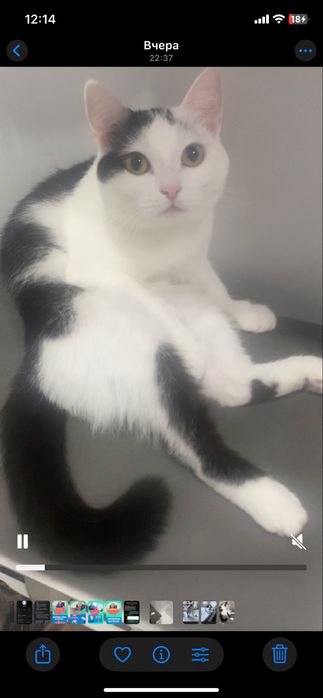 Кошка девочка бесплатно