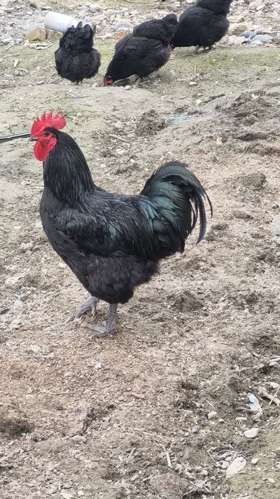 Австролорп руминский уругланган тхумлари