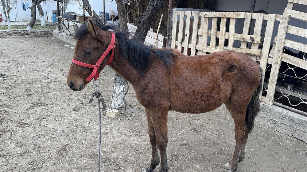 Эркак той сотилади