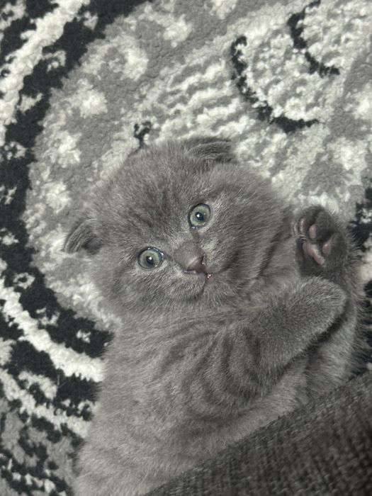 Продается котенок скоттиш фолд мальчик