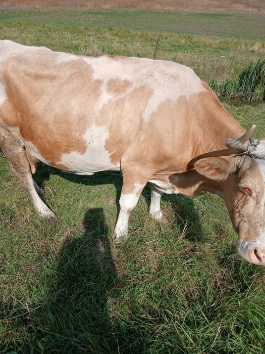 De vanzare vaca
