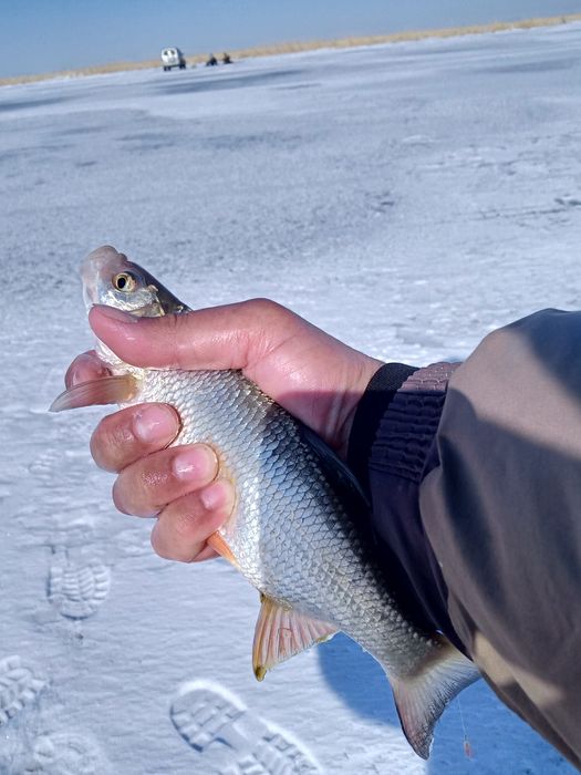 Вяленая рыба плотва