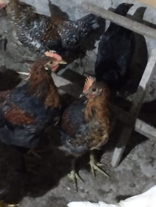 Продам петухов молодых