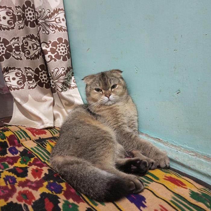 Продается кошка скоттиш фолд
