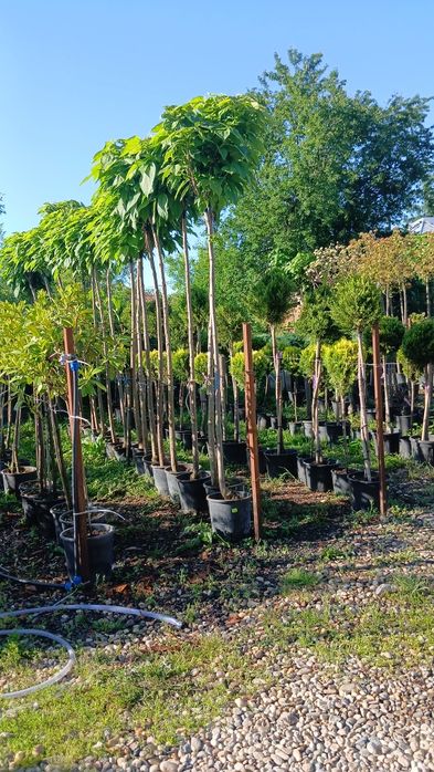 Catalpa globulară nana 2m 3m plus