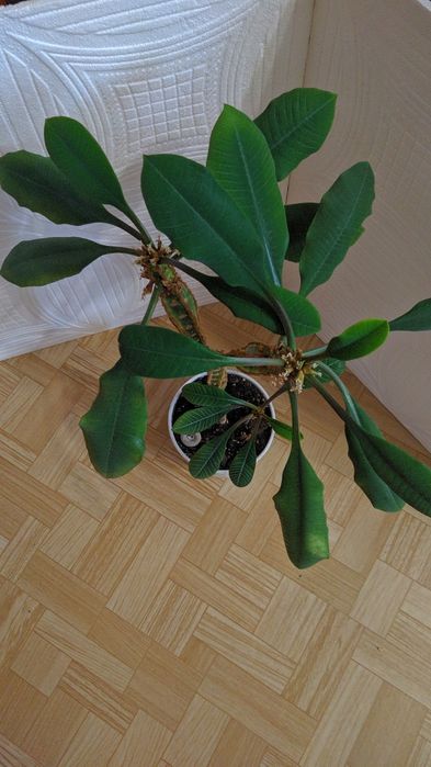 Молочай беложильчатый