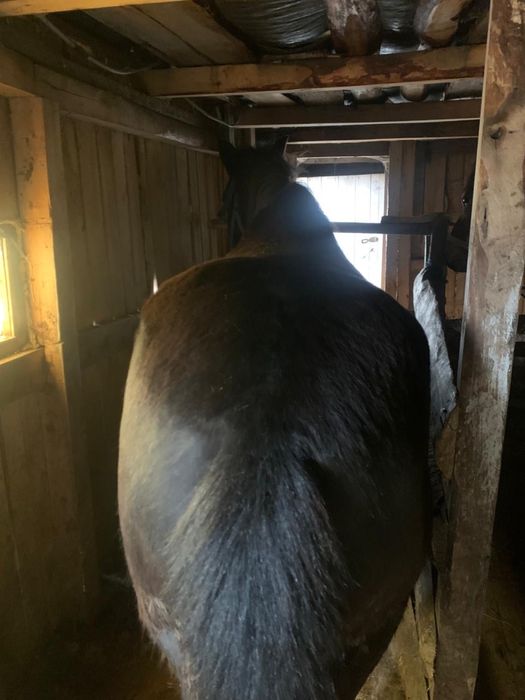 Продам кобылу !!