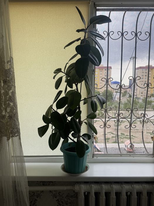 Продам цветы домашный