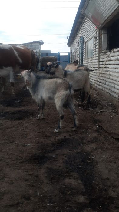 Теке сатам 5 теке сатам