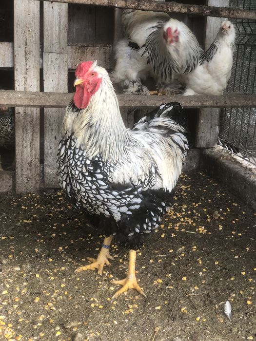 Oferta Urgent Cocos  brahma HD, wiandotte, rhode island, cochinchina