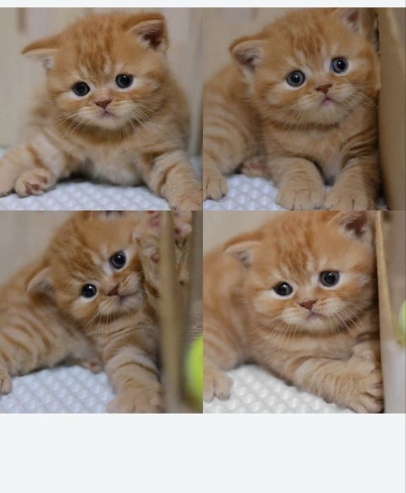 Котенок шотландец