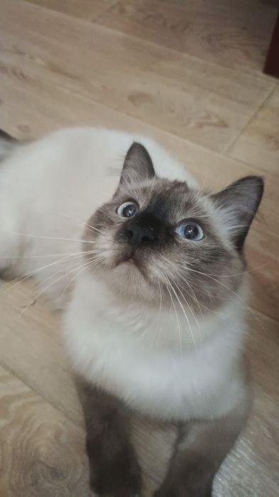 Сиамский кострированный кот